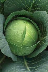 Cabbage (Band Gobi) 500gm