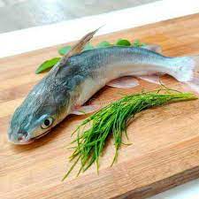 Cat Fish (Khagga)