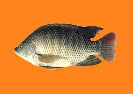 Tilapia Fish (Daiyya)