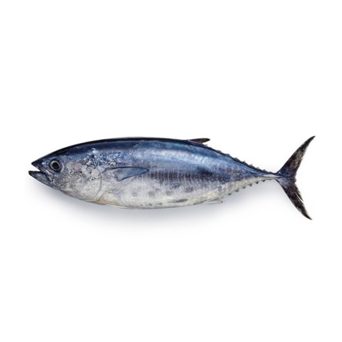 Tuna Fish (Dawan)