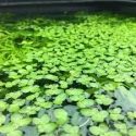 Fishy Matters Duck Weed Live Aquatic Fast Growing Low Tech Floating Plant for Aquarium Fish Tank - 5x5 Inch