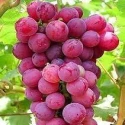 Red Grapes (Laal Angoor) 500g