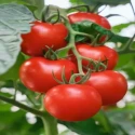 Tomato (Tamatar) 500g