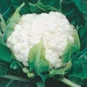 Cauliflower (Phool Gobi) 500g