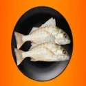 Croaker Fish (Mushka Fish)