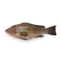 Flathead Fish (Kukkur)