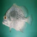 Spotted Sickle Fish (Jalebi)