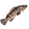 Hamour Fish (Ghissar)